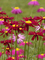 Pyrethrum Robinsons-Red