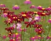 Pyrethrum Robinsons-Red