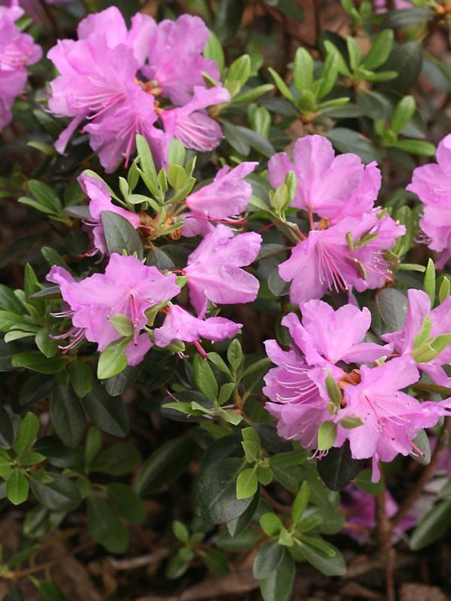 Rhododendron Amy Cotta Bluestone Perennials