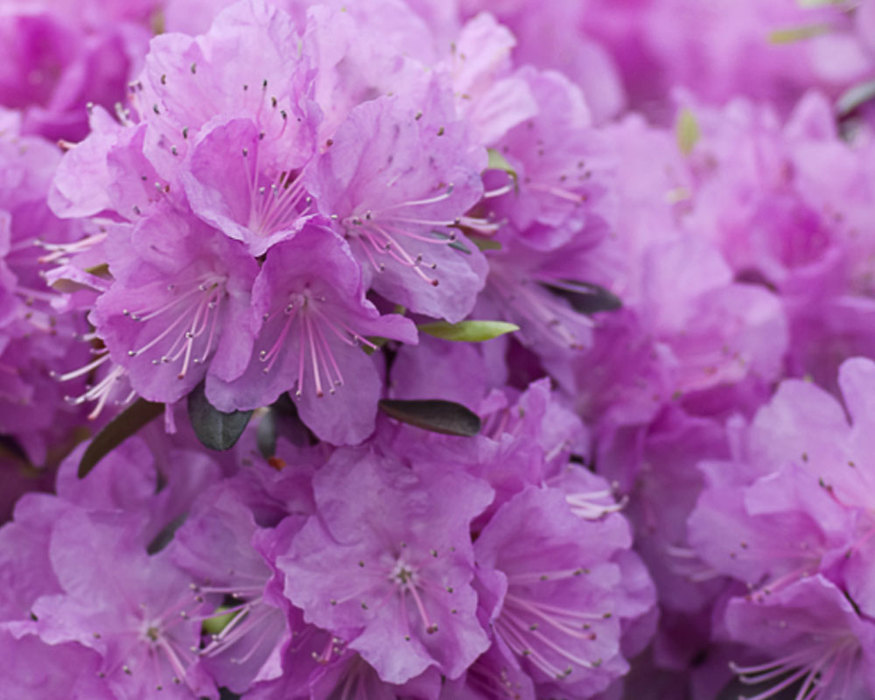 Rhododendron Amy Cotta Bluestone Perennials
