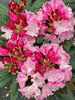 Rhododendron Dandy Man Color Wheel