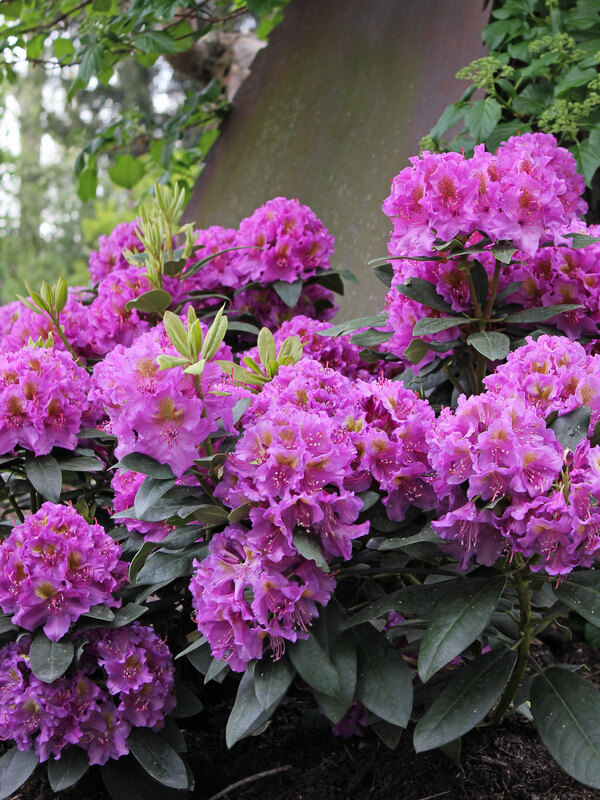 Rhododendron Dandy Man Purple