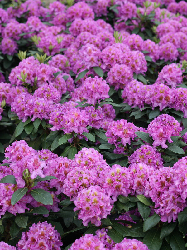Rhododendron Dandy Man Purple | Bluestone Perennials