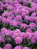 Rhododendron Dandy Man Purple