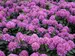 Rhododendron Dandy Man Purple
