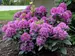 Rhododendron Dandy Man Purple