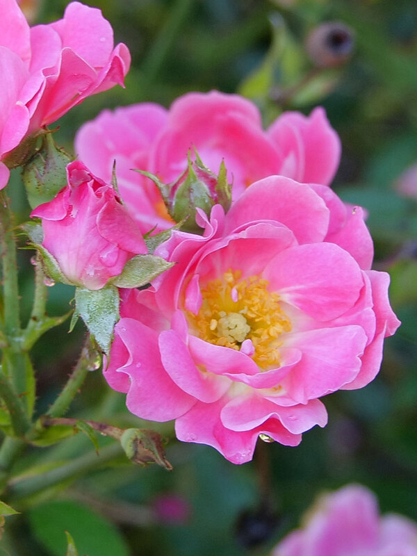 Rosa Oso Easy Double Pink