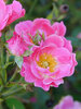 Rosa Oso Easy Double Pink