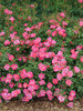 Rosa Oso Easy Double Pink