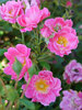 Rosa Oso Easy Double Pink