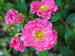 Rosa Oso Easy Double Pink