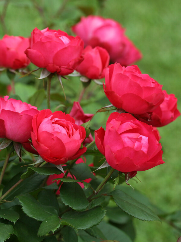 Rosa Oso Easy Double Red