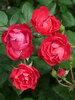 Rosa Oso Easy Double Red