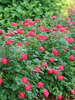 Rosa Oso Easy Double Red