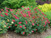 Rosa Oso Easy Double Red