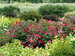 Rosa Oso Easy Double Red