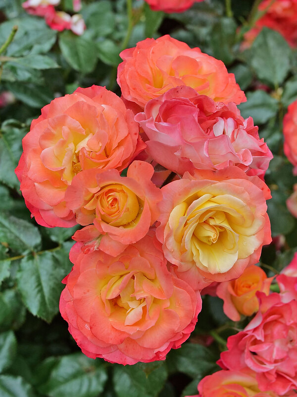 Rosa Oso Easy En Fuego