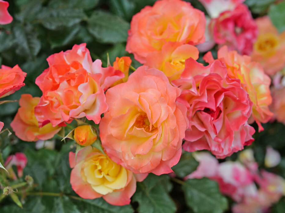 Oso Easy Ringo Roses Rosa Oso Easy En Fuego | Bluestone Perennials