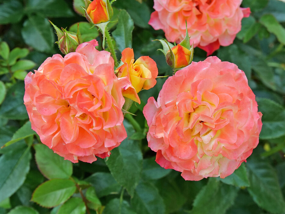 Rosa Oso Easy En Fuego | Bluestone Perennials