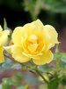 Rosa Oso Easy Lemon Zest