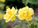 Rosa Oso Easy Lemon Zest