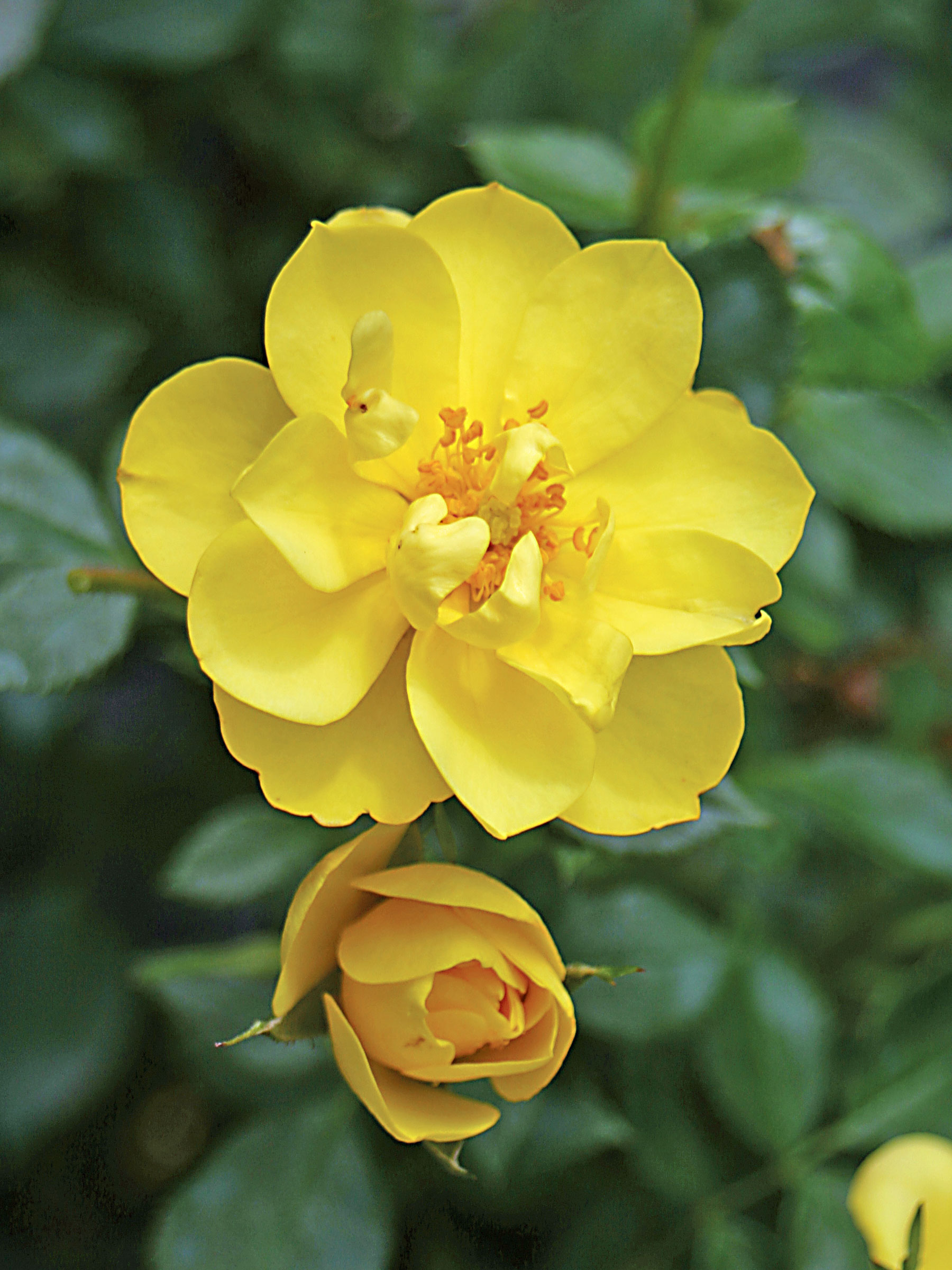 Sleeping Rose　（イエロー）10Z Rosa Oso Easy Lemon Zest | Bluestone Perennials