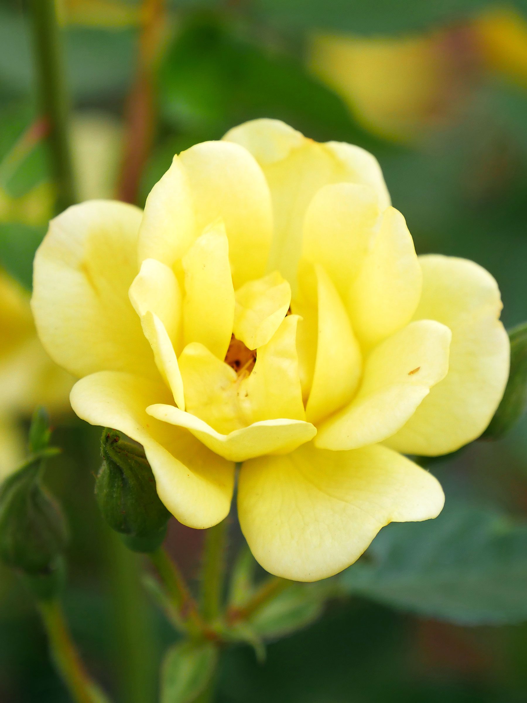 Rosa Oso Easy Lemon Zest | Bluestone Perennials