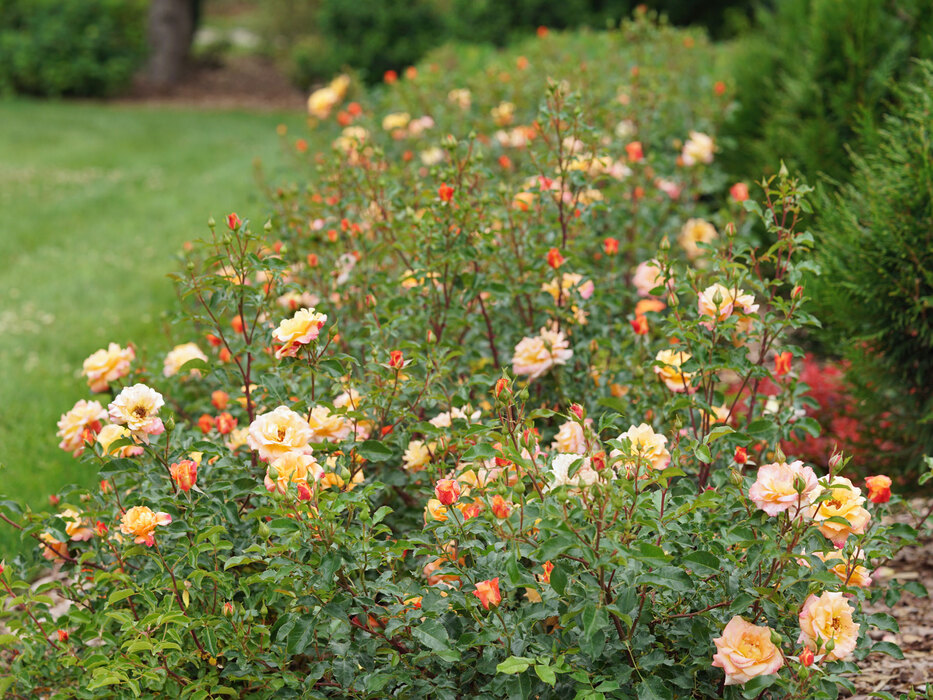 Oso Easy Ringo Roses Rosa Oso Easy Suñorita® | Bluestone Perennials
