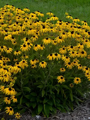 Link to Rudbeckia American Gold Rush