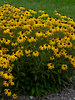 Rudbeckia American Gold Rush