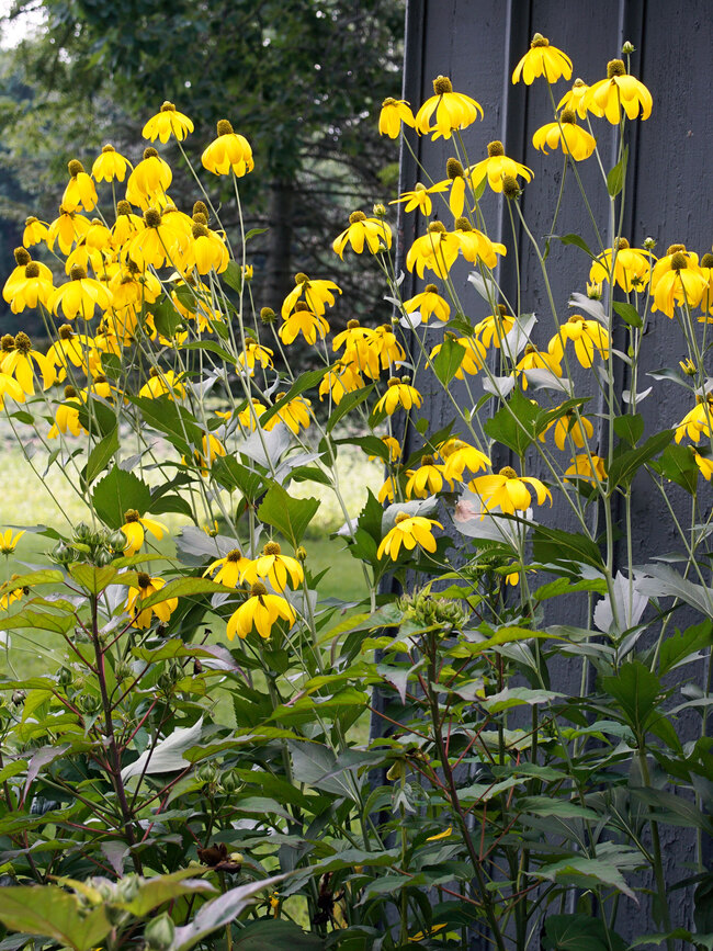 Rudbeckia Autumn Sun