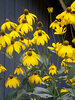 Rudbeckia Autumn Sun