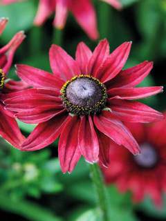 Rudbeckia