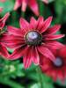 Rudbeckia Cherry Brandy