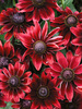 Rudbeckia Cherry Brandy