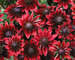 Rudbeckia Cherry Brandy