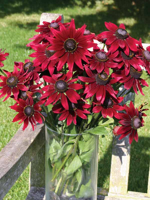 Rudbeckia Cherry Brandy | Bluestone Perennials