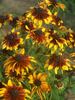 Rudbeckia Chocolate Orange