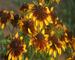 Rudbeckia Chocolate Orange