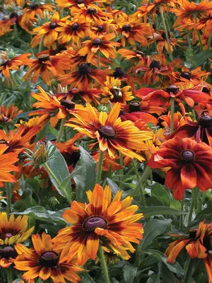 Link to Rudbeckia Cappuccino