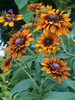 Rudbeckia Cherokee-Sunset