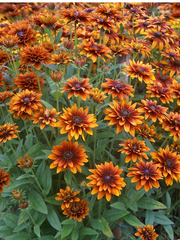 Graines De Rudbeckia Cherokee Sunset - 50 Graines | Fleurs Doubles Aux Couleurs Chaudes, Vivace éphémère, Floraison été/automne