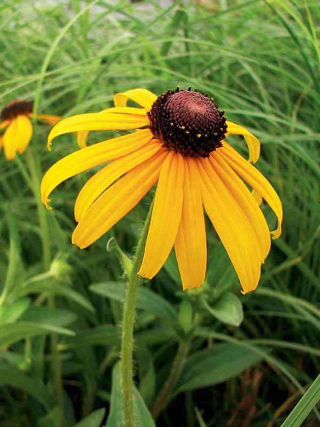 Rudbeckia Early Bird Gold