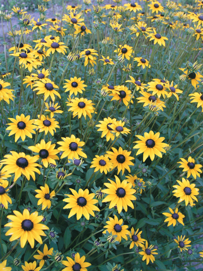 Rudbeckia Fulgida