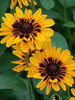 Rudbeckia Giggling Smileyz