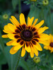 Rudbeckia Giggling Smileyz