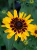 Rudbeckia Giggling Smileyz
