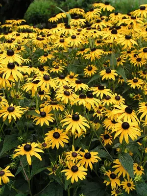 Link to Rudbeckia Goldsturm