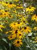 Rudbeckia Goldsturm