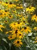 Rudbeckia Goldsturm